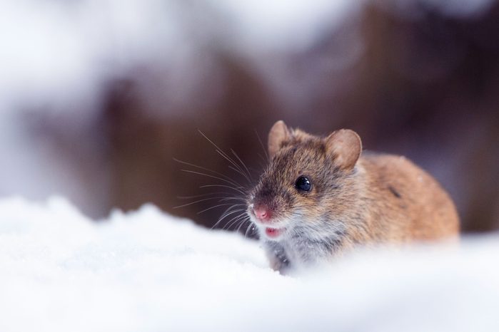 mouse