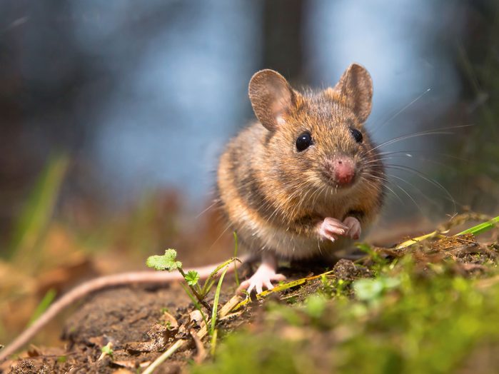 mouse in the woods