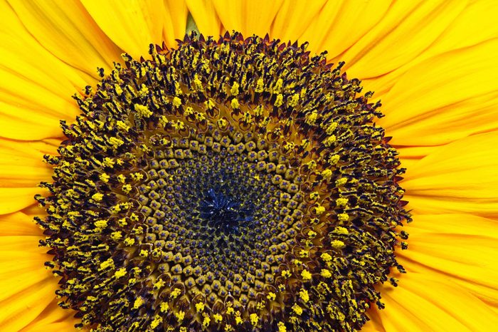 close up of sunflower