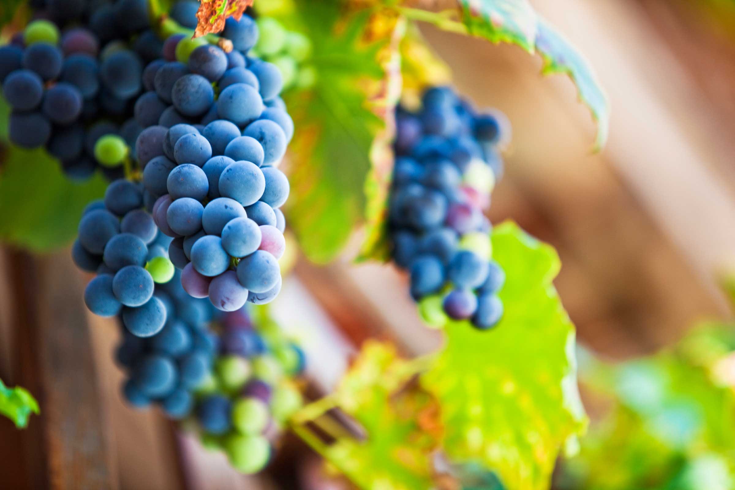 grapes on the vine