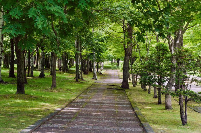 A trail path running through a forest of green trees.