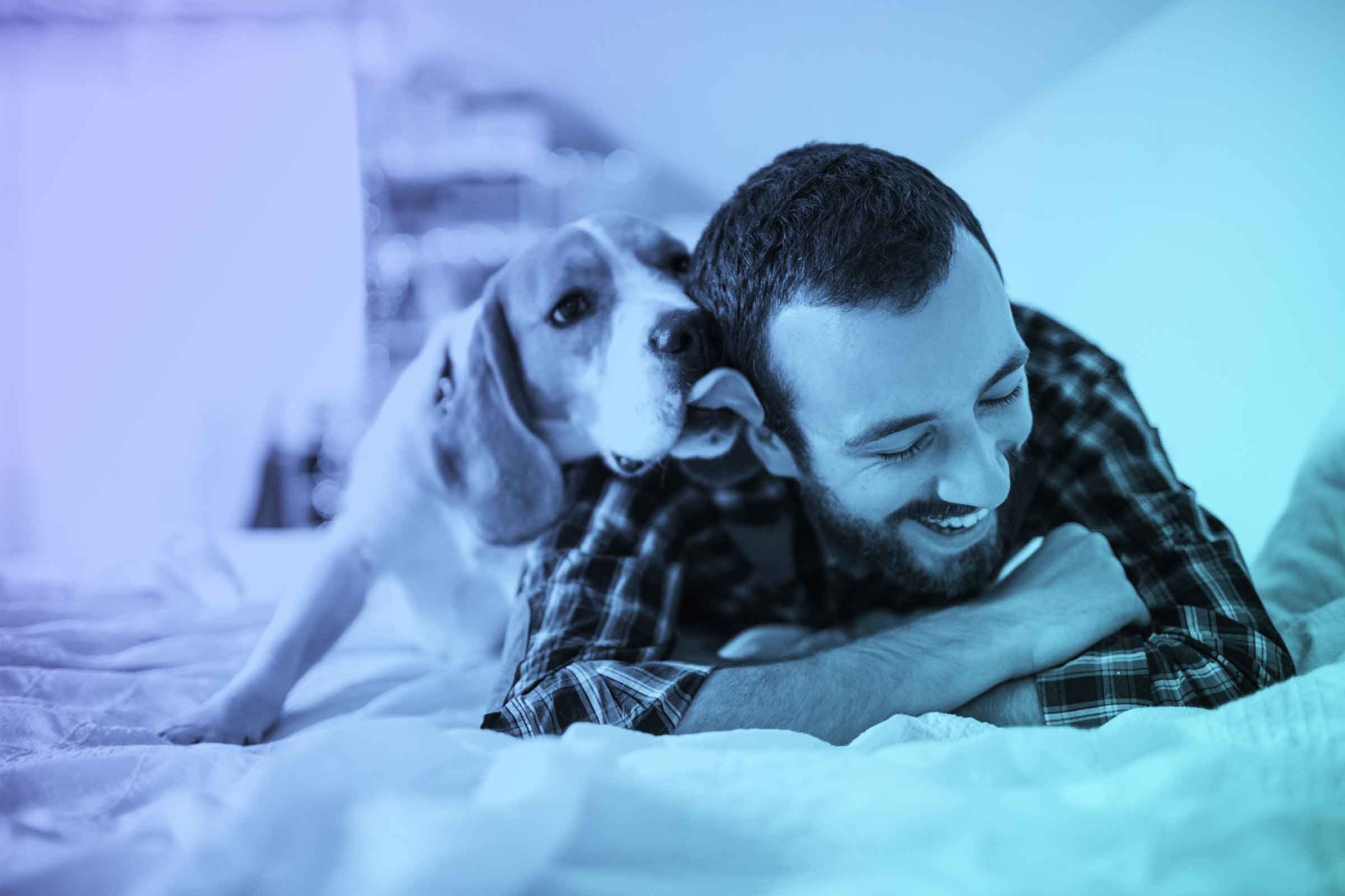 beagle and a man on a bed, the beagle is licking his ear