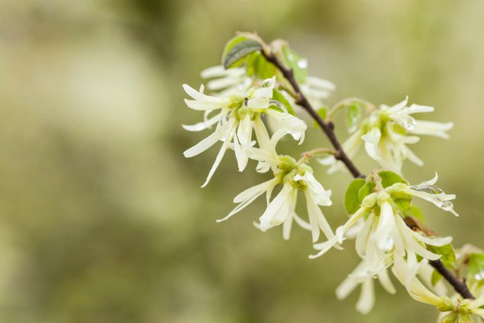 witch hazel blossoms