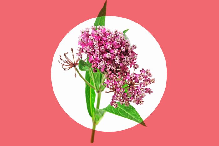 fresh milkweed
