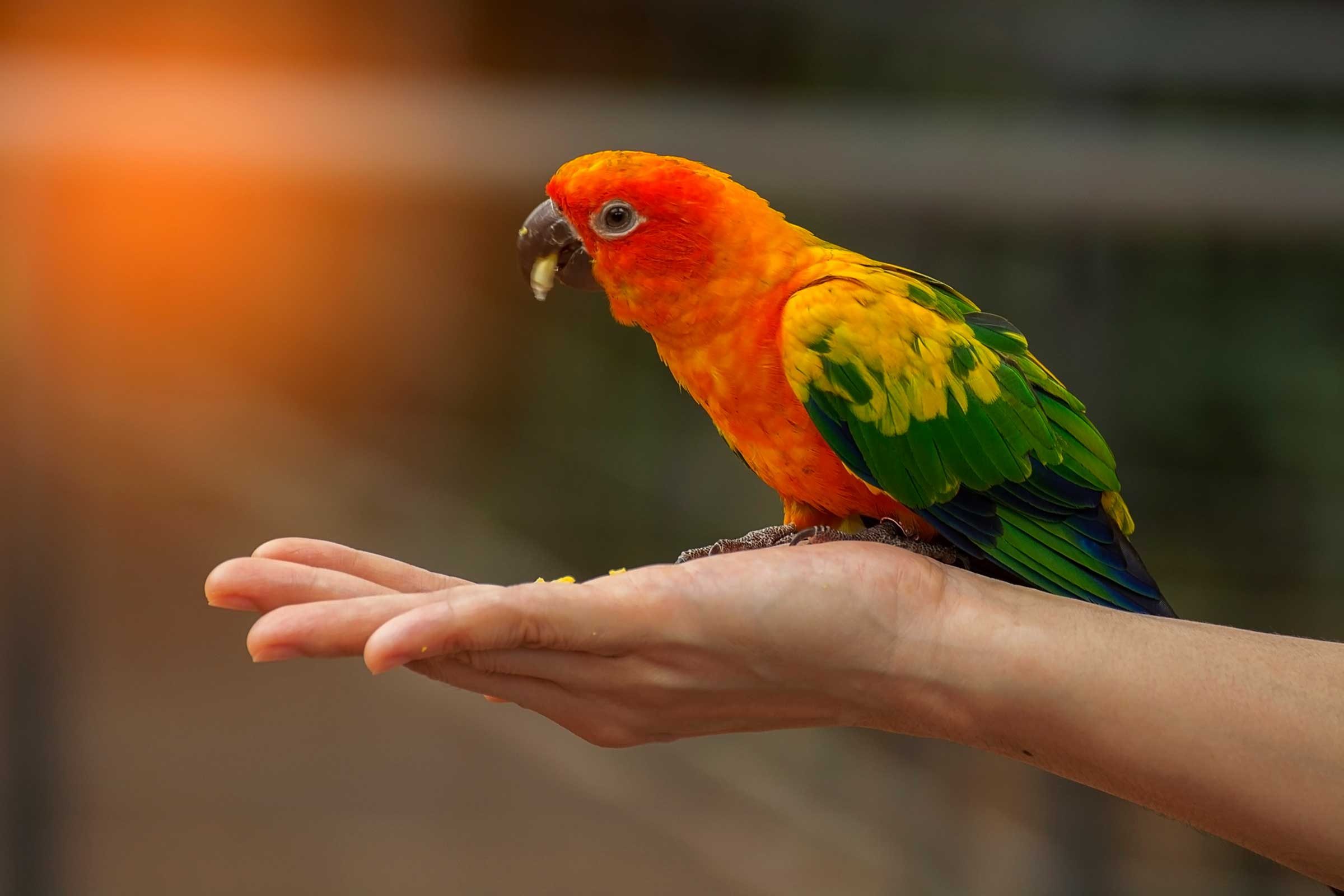 the-truth-about-emotional-support-animal