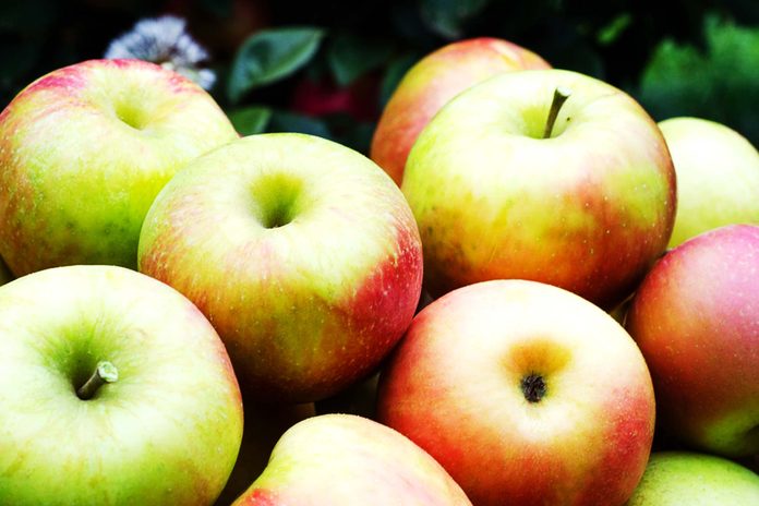 apples