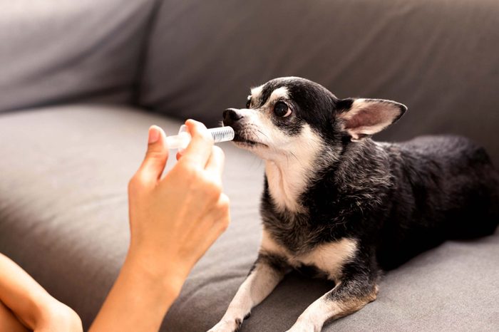 dog getting medicine in syringe