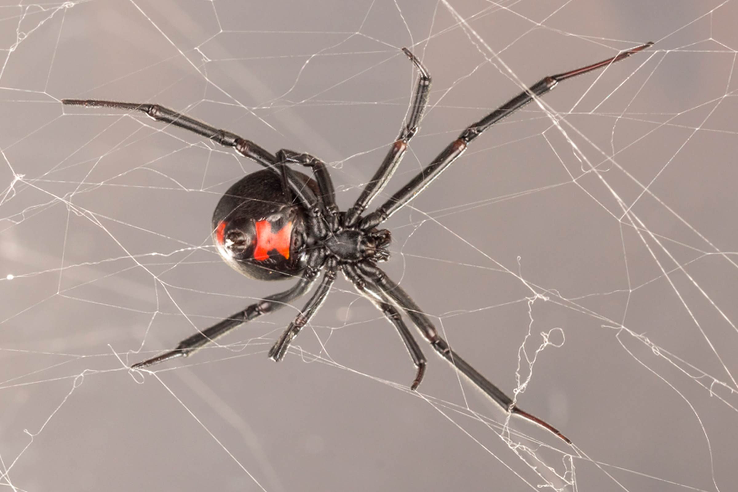 Dangerous-Bugs-to-Watch-Out-for-This-Summer