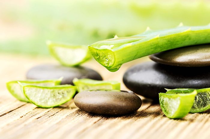 An aloe vera plant that is dripping with aloe gel; the plant is resting outdoors, on a stone.