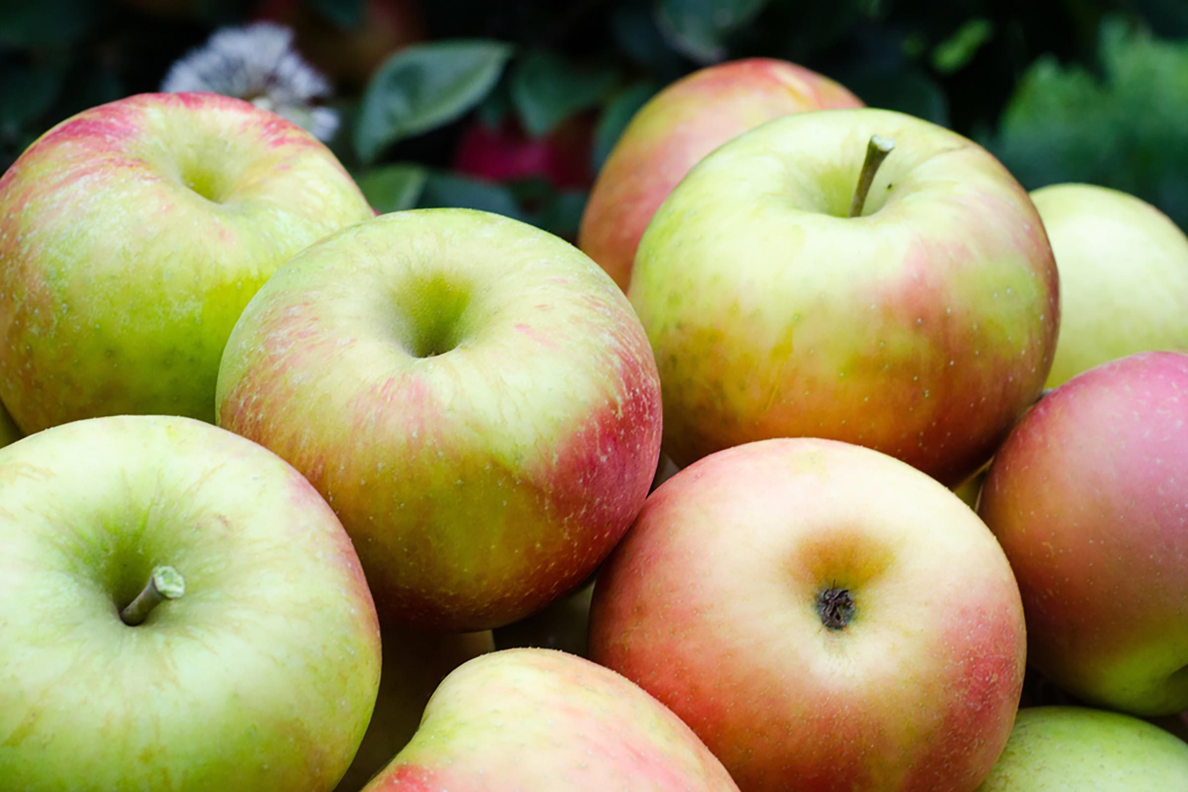group of red/green apples