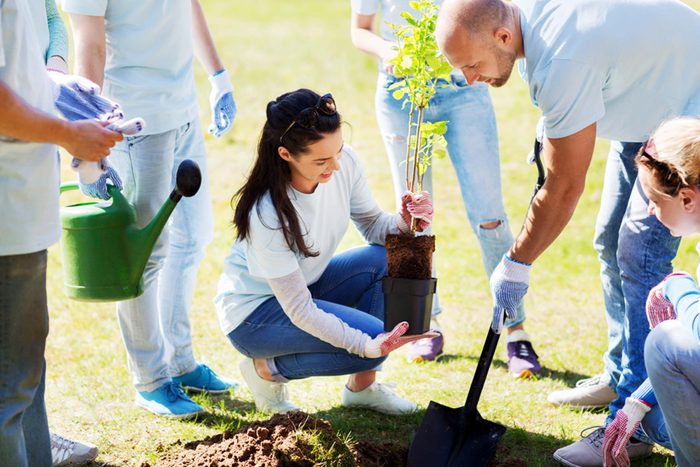 a group of volunteers in matching shirts are planting a tree