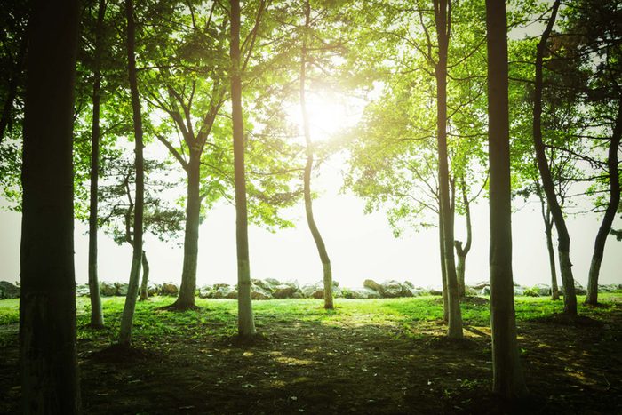 sunlight shining through the trees of a forest
