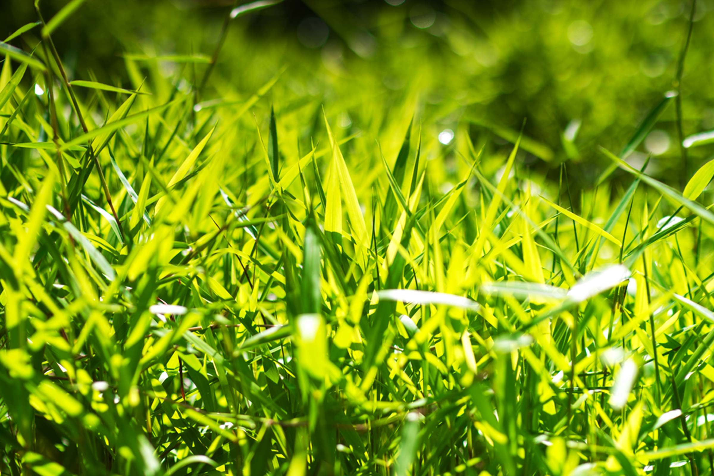 grass