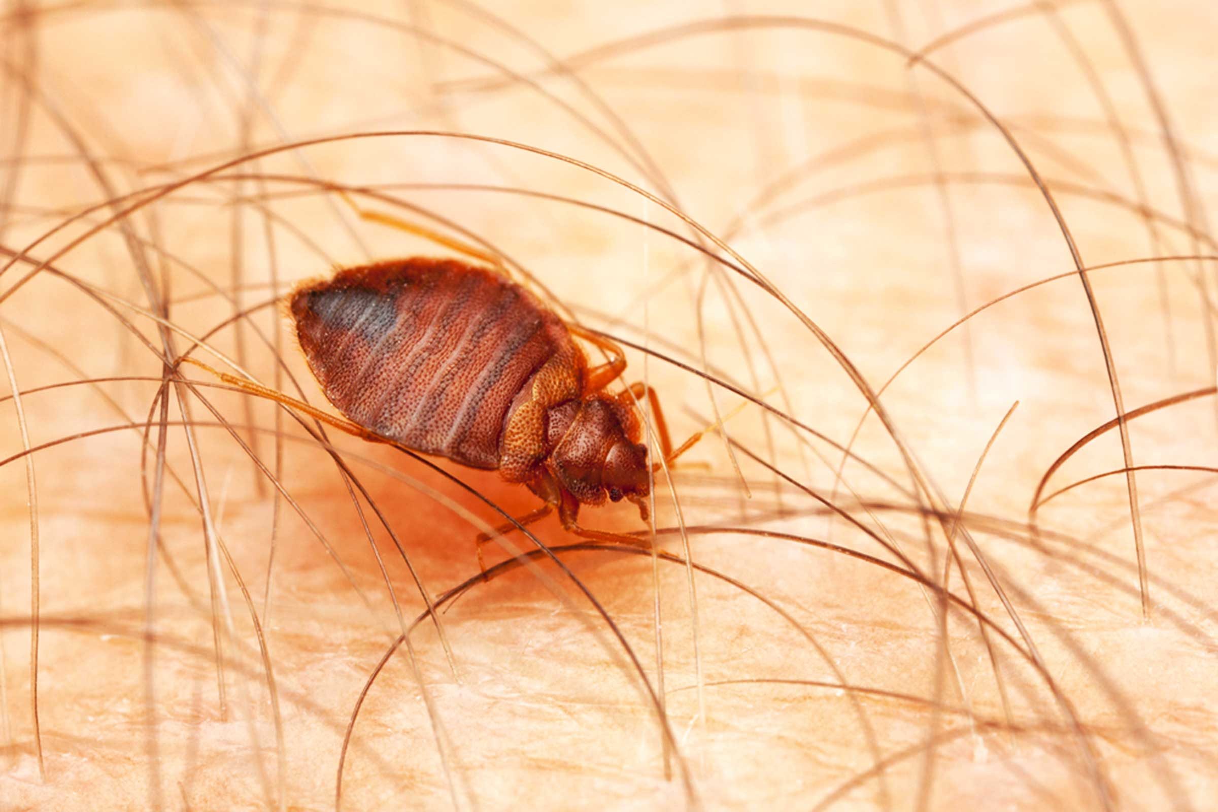 how to identify bed bug bites on human skin