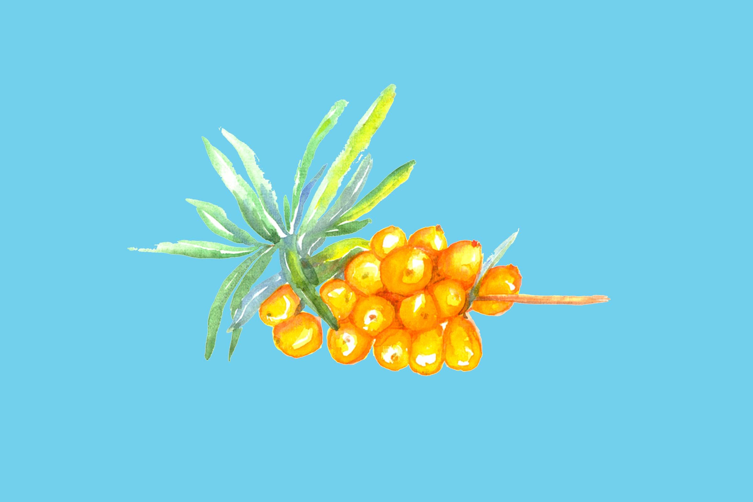 Sibu Sea Buckthorn
