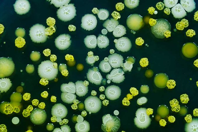 bacteria
