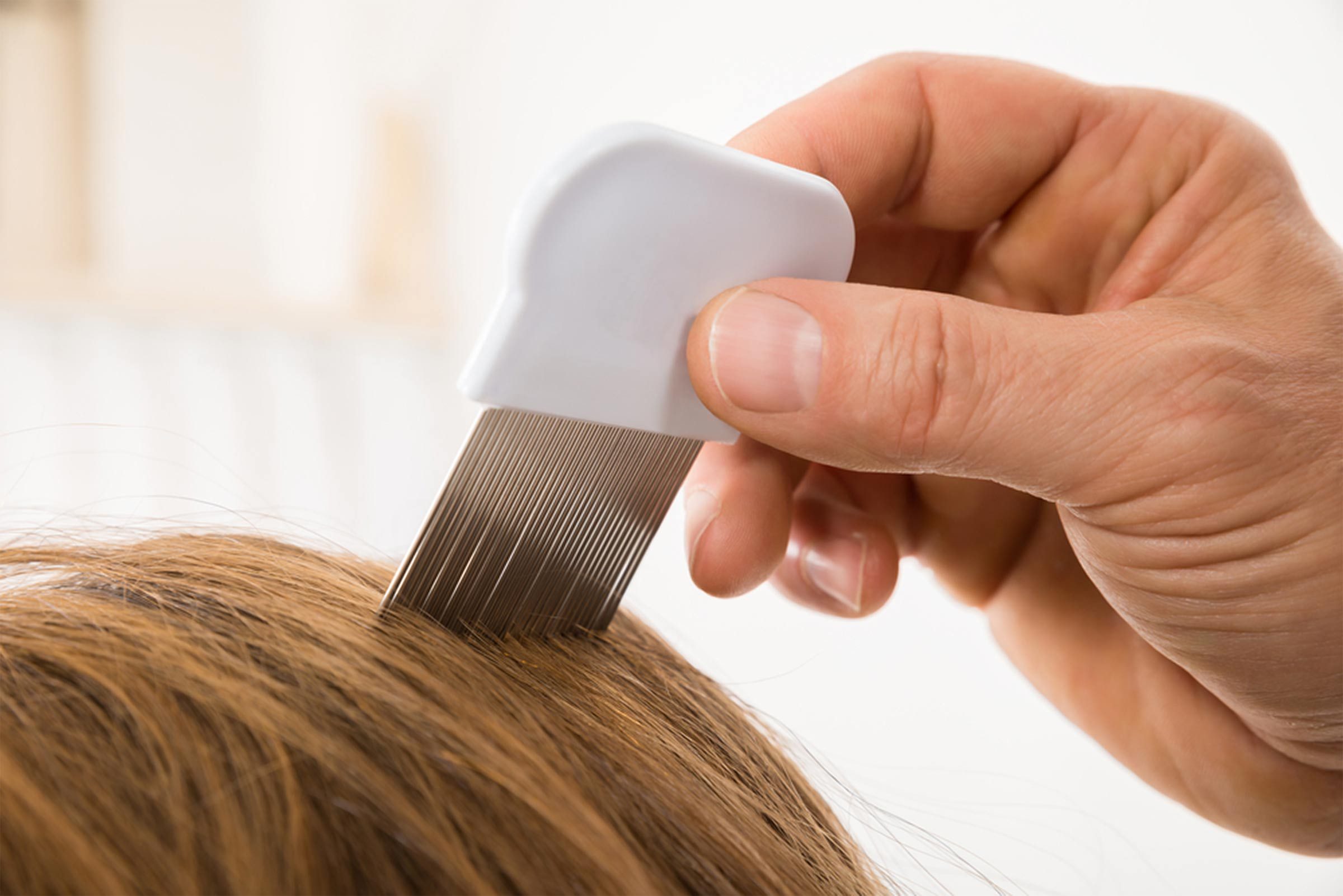 lice comb and hair