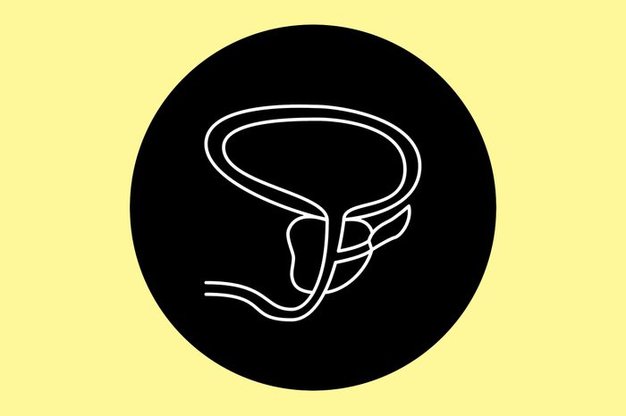 Illustration of a prostate.