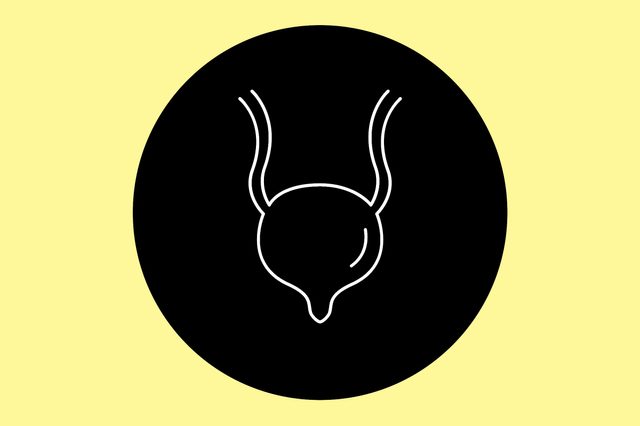 bladder