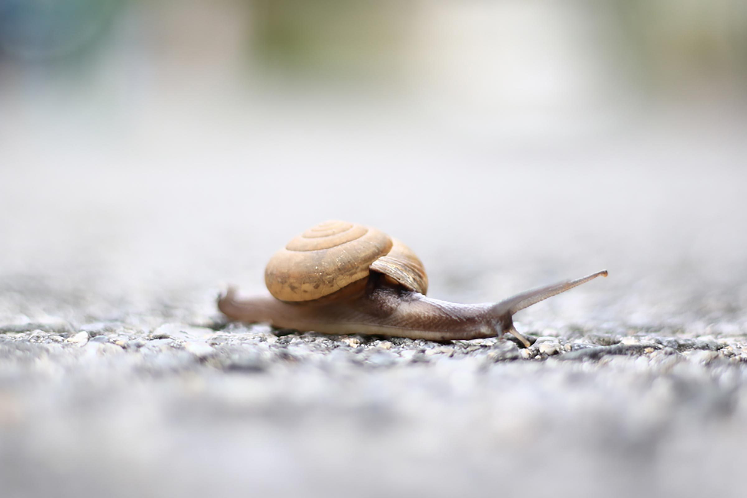 Slug