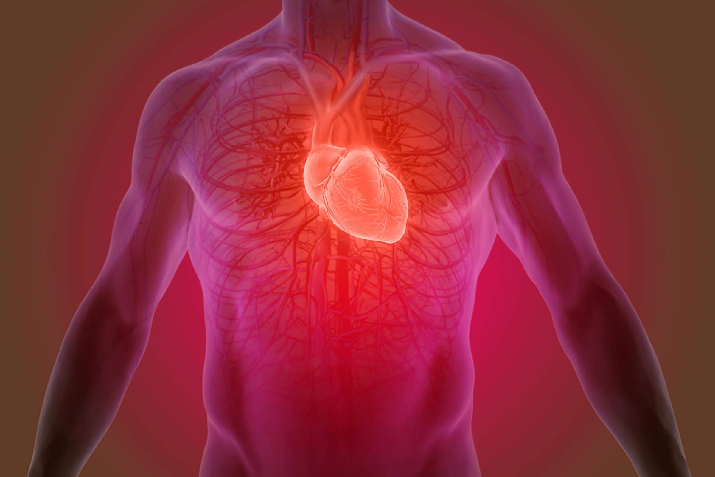 illustration of heart in male torso