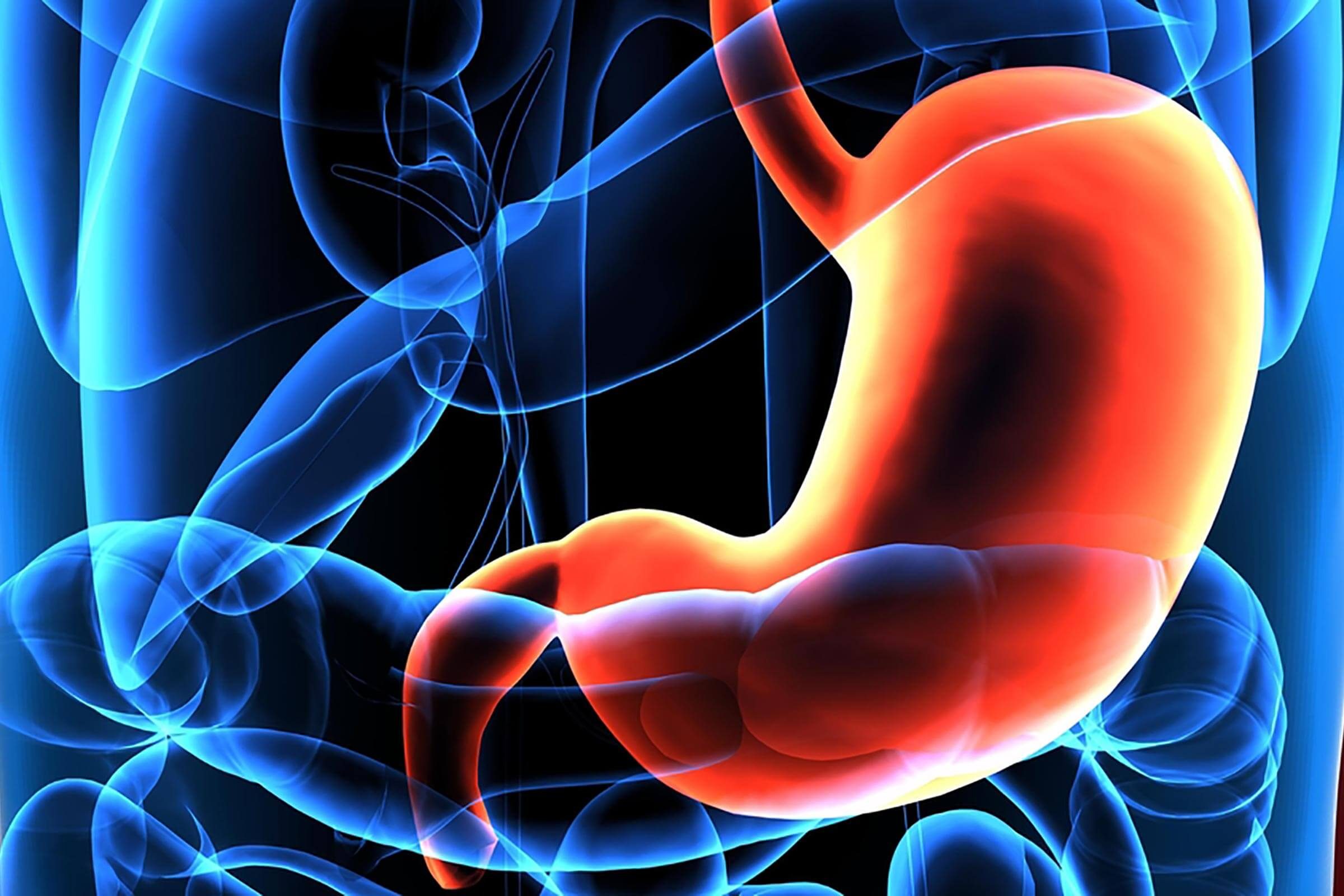 illustration of stomach