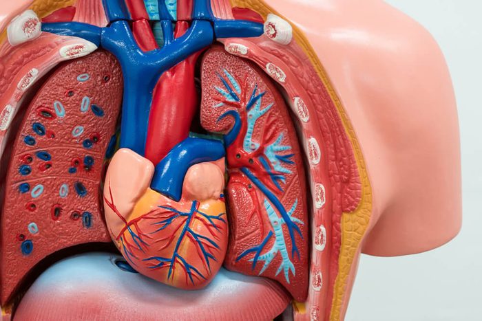 Human Internal organs dummy on white background. Closed-up.