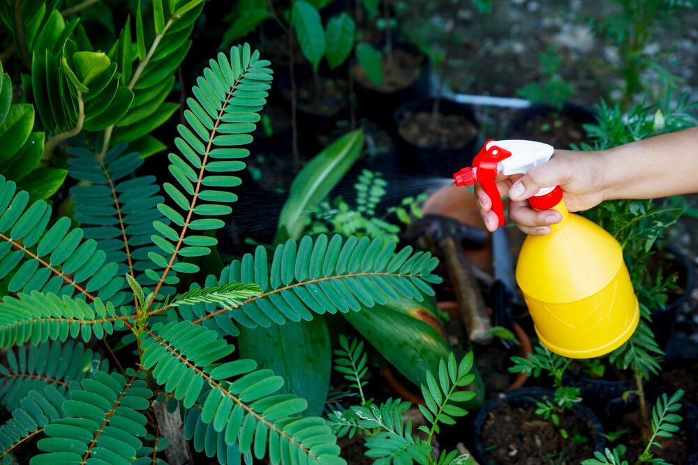 Woman with gloves spraying trees against plant.