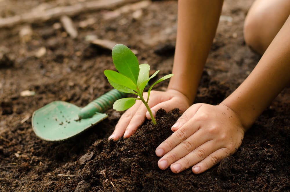 Planting young tree by kid hand on back soil as care and save wold concept
