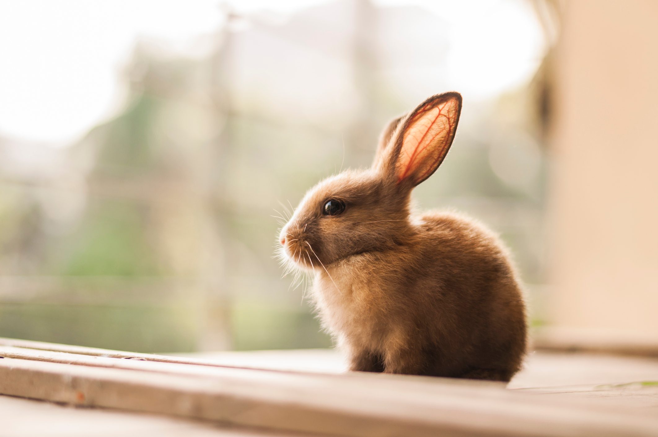 baby bunny outside