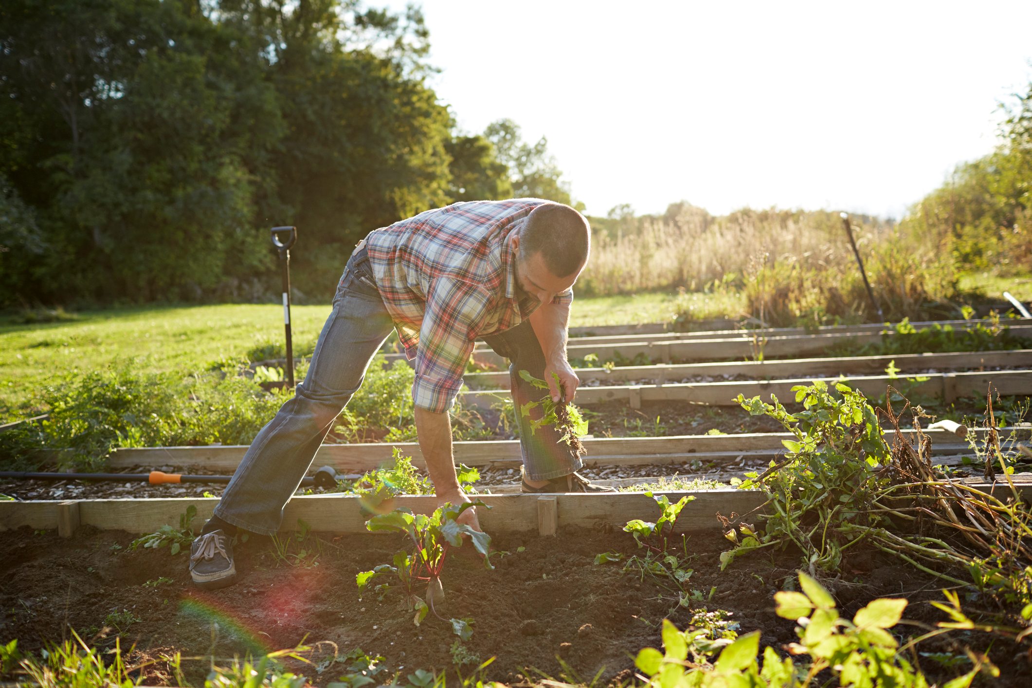 man pulling weeds out of garden
