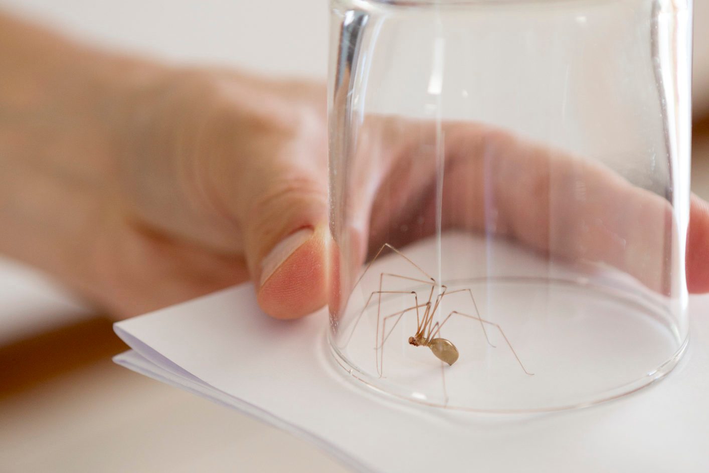 spider caught in glass at home