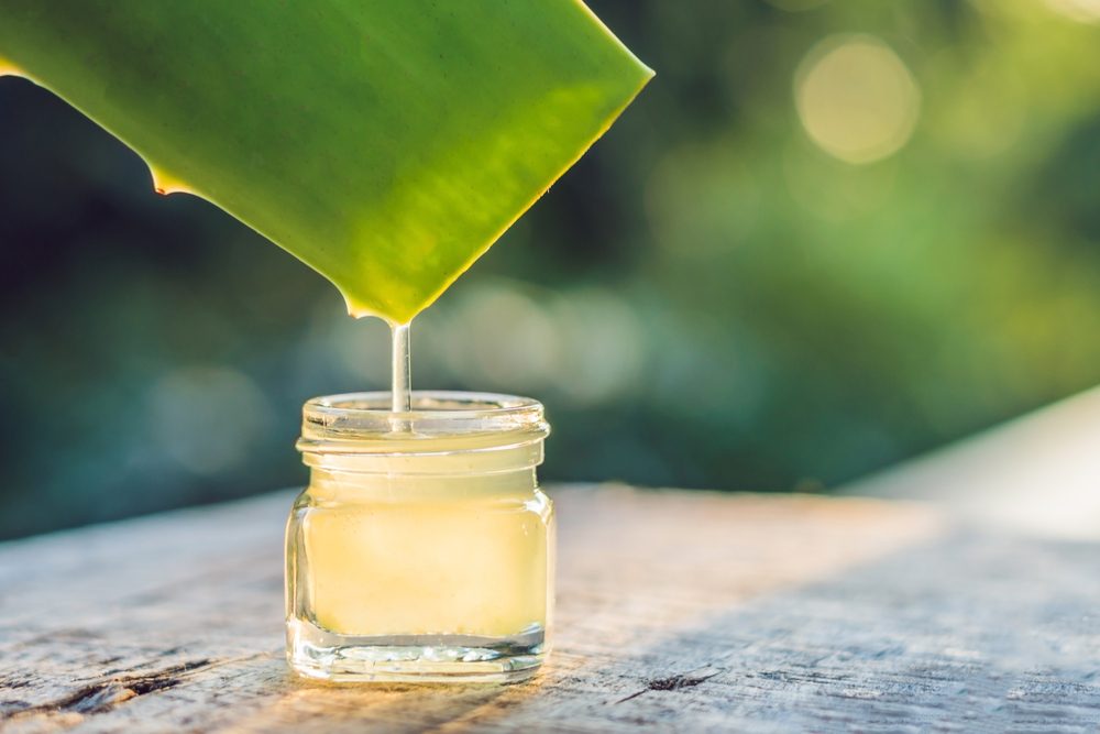 aloe vera plant dripping juice into jar