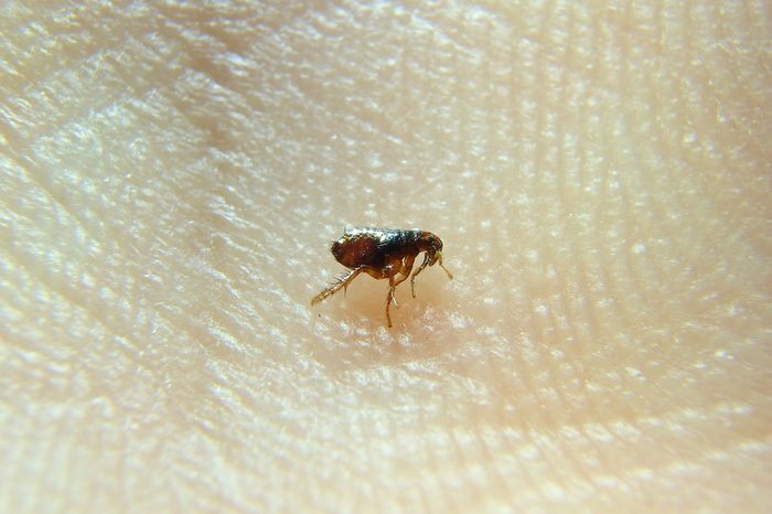 Small dog cat flea trying to bite on human skin 