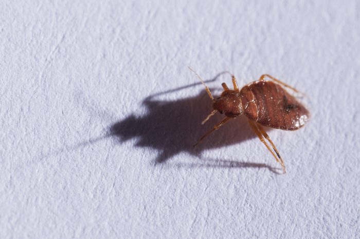 bed bug