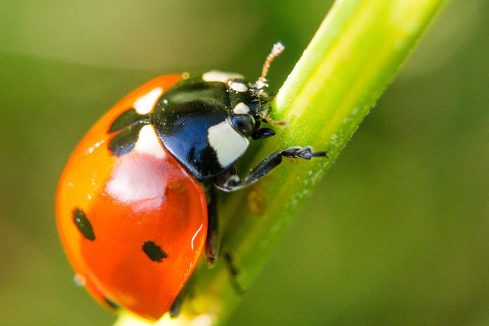 red ladybug