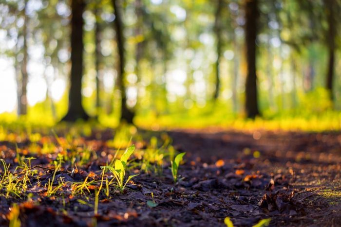 Close up spring nature landscape. Ground forest on sunset, summer background. Blurred nature background copy space. Park low focus depth. Ecology environment. Ground in the nature park during spring. 