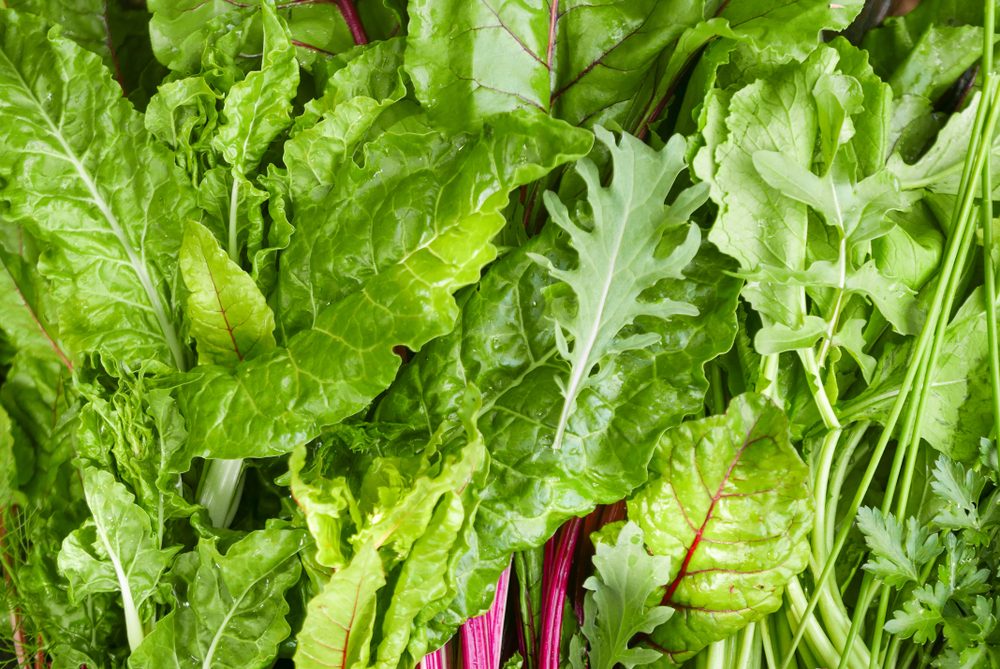 Full frame close up of mixed dark leafy greens including kale, chard and spinach 