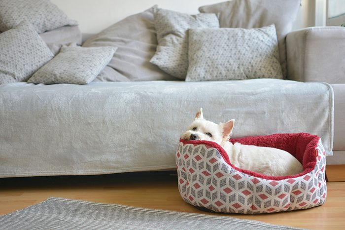 dog laying in dog bed