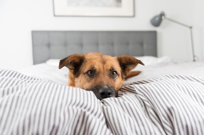 dog bed