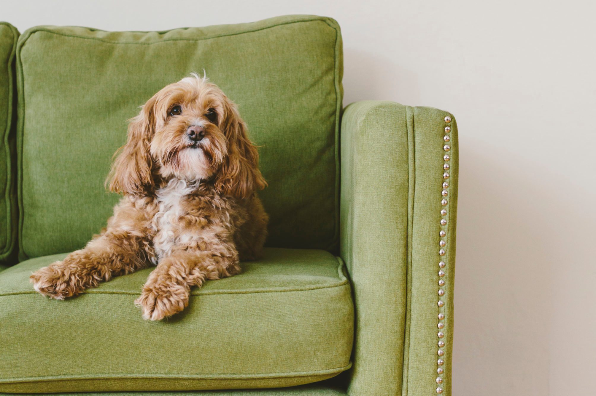 dog sitting on green couch at home