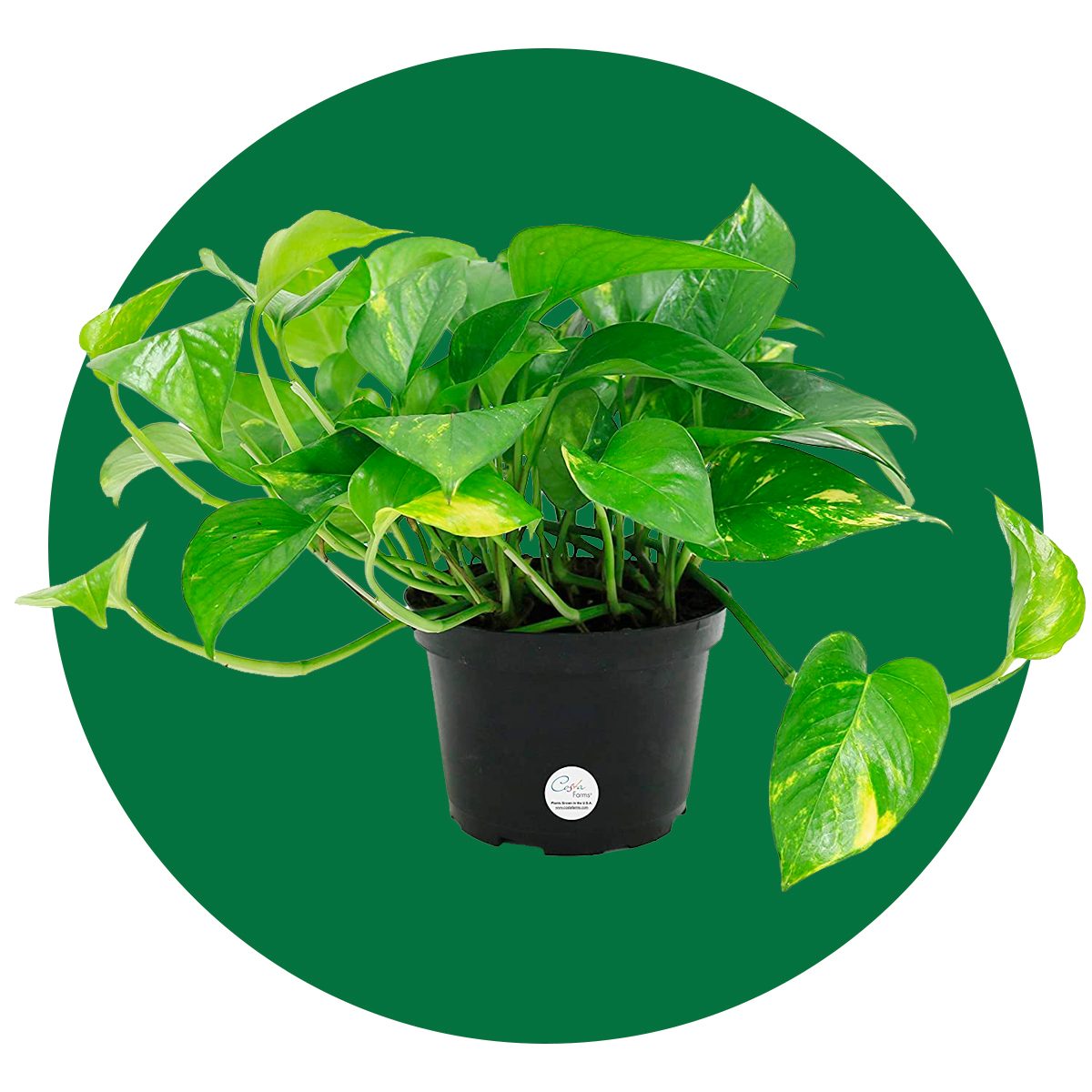 Pothos