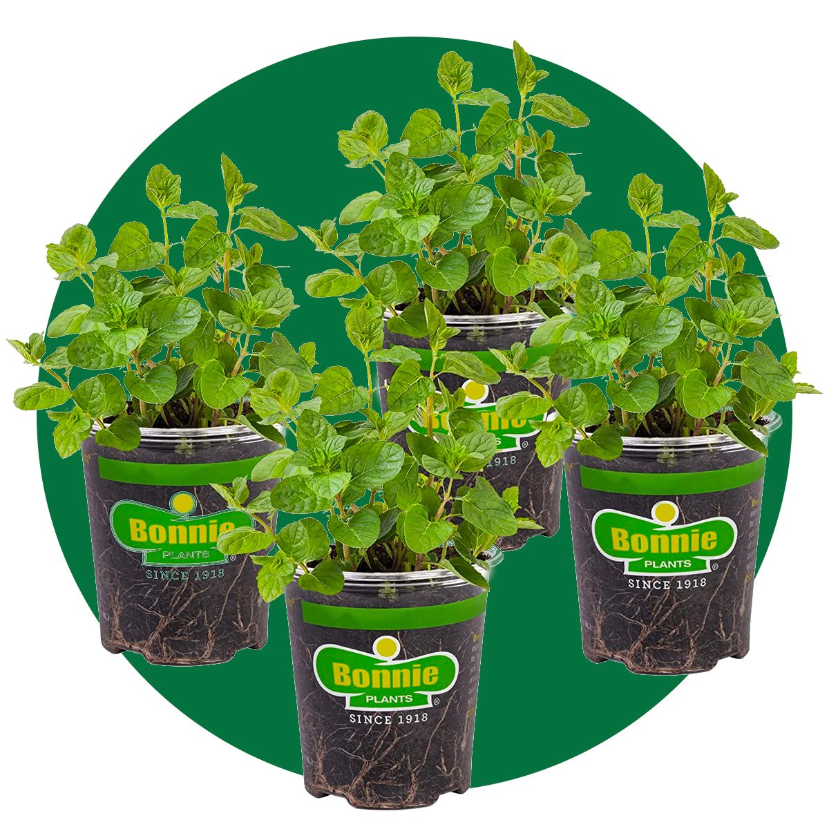 Spearmint