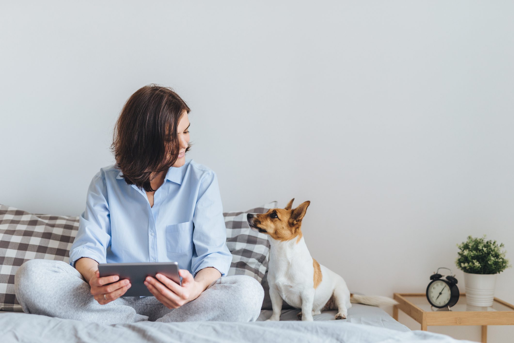 Beautiful brunette female in pyjamas sits on bed in bedroom with her jack russell terrier dog, holds tablet computer, enjoys morning weekend, watches video online, has good relationships with pet