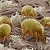 11 Allergist-Approved Ways to Get Rid of Dust Mites