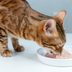 Bird Flu Cat Food Recall in 5 States for Risk To Humans and Pets