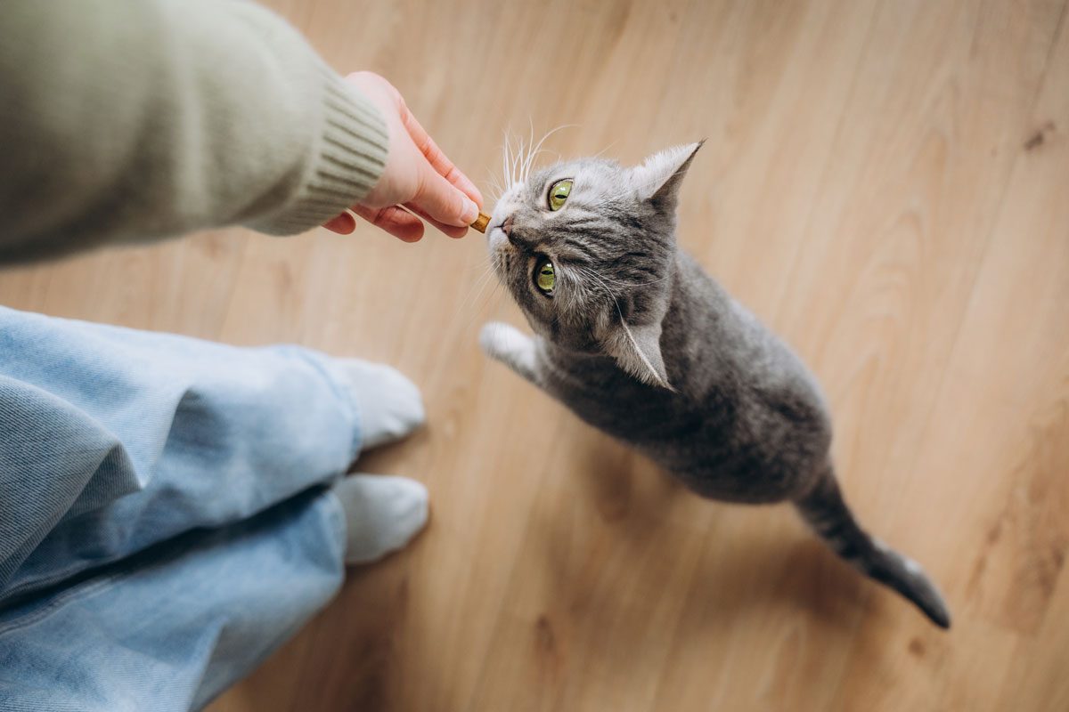 Young Woman Gives Her Domestic Cat Treats
